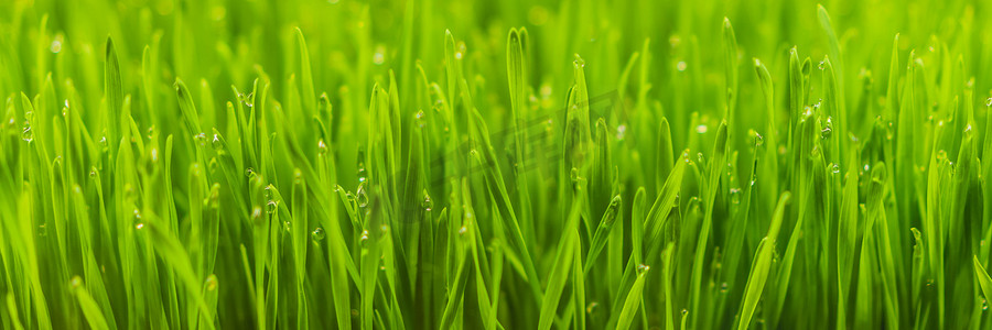丰富的食物摄影照片_用于榨汁的新鲜小麦草有机植物、营养丰富的本土小麦草、用于果汁横幅的绿色小麦芽、长格式