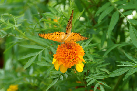 蝴蝶节摄影照片_蝴蝶在橙色万寿菊或万寿菊花上交配，用于 f