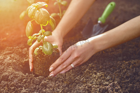 未知女性的手正在土壤中种植年轻的绿色罗勒芽或植物。