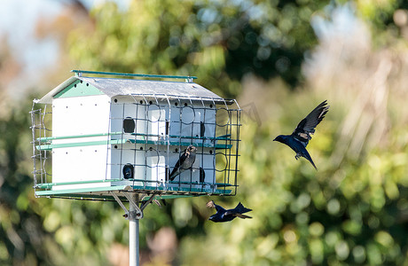 燕子飞翔摄影照片_紫马丁鸟 Progne subis 在鸟舍周围飞翔和栖息