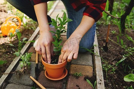 园丁女人在她花园里的陶罐里种植薄荷的特写镜头。