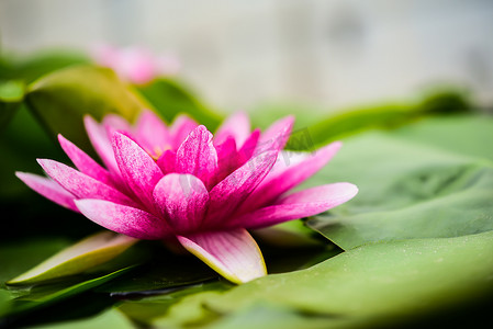 荷花水漂浮在池面上