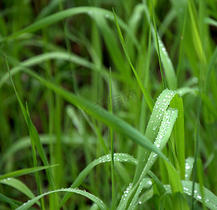 清晨的露珠滴在弯曲的绿草茎上。