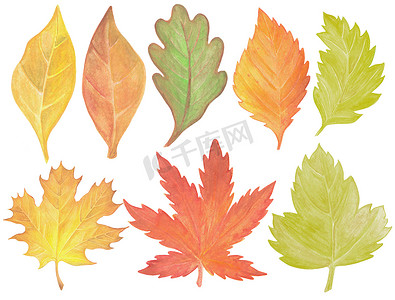 水彩秋天手绘树叶一套