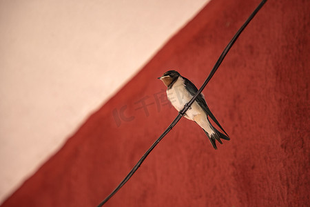 人鸟摄影照片_孤独的燕子鸟坐在红色背景的电线上。