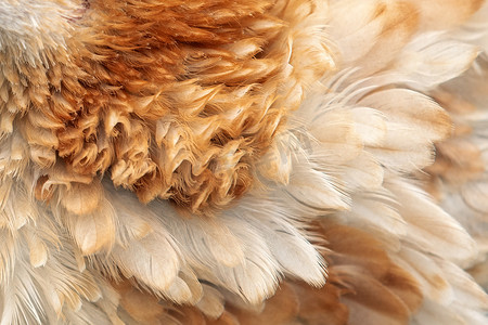 棕色鸡羽毛复古色彩趋势纹理背景