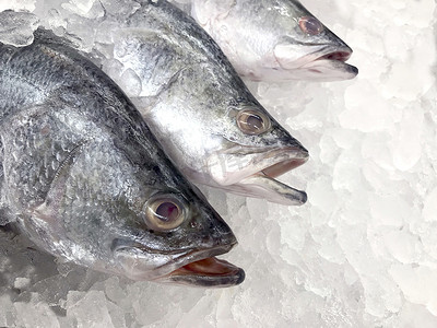 生鲜字体摄影照片_白鲷鱼，超市冷冻生鲜白鲷鱼（选择性焦点）