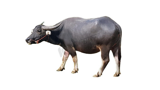 在白色背景隔绝的水牛或泰国水牛。