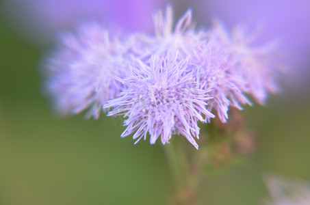 因斯布鲁克的蓝牙线花或蓝貂、蓝草、猫脚、墨西哥画笔