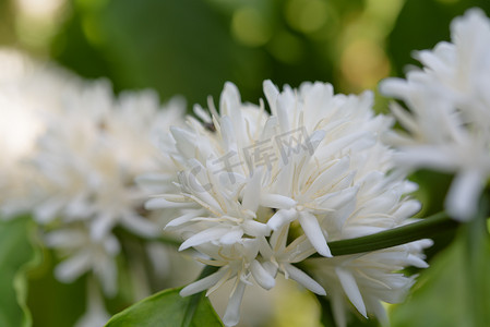 有白色花开花和绿叶的咖啡树我