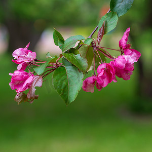 一朵梅花摄影照片_春花系列：春天的梅花，是仅存的最后一朵冬花。