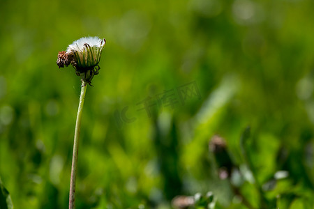 蒲公英联盟摄影照片_绿草中的白色蒲公英花