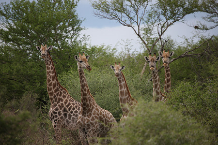 野生长颈鹿哺乳动物非洲大草原肯尼亚（长颈鹿camelopardalis）
