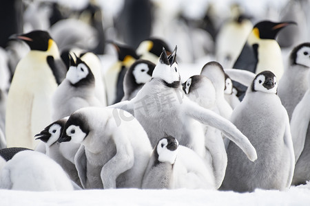 皇帝摄影照片_南极洲冰上的帝企鹅群和小企鹅