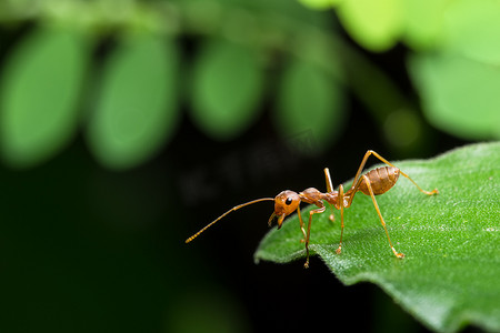 绿色盾牌摄影照片_拍个特写，叶子上的红蚂蚁。