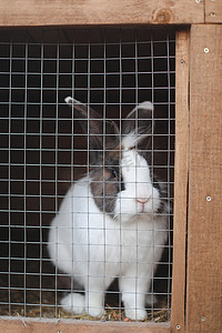 家养农场兔子在动物农场的笼子里。