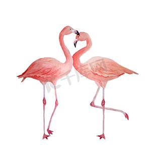 手绘火烈鸟摄影照片_两只粉红色的火烈鸟，恋爱中的浪漫情侣。