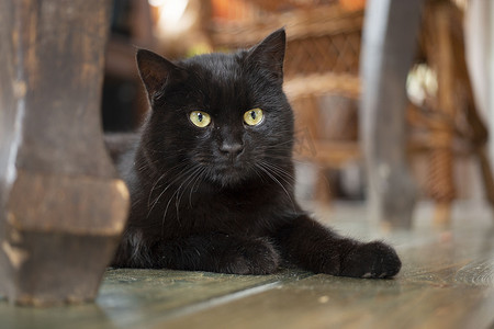 年轻的黑色孟买猫，黄眼睛躺在地板上。