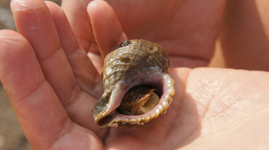 手掌上的海蛤喇叭，手中的贝壳