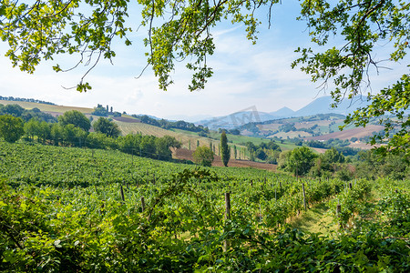 意大利葡萄酒摄影照片_意大利马尔凯卡梅里诺附近的美景