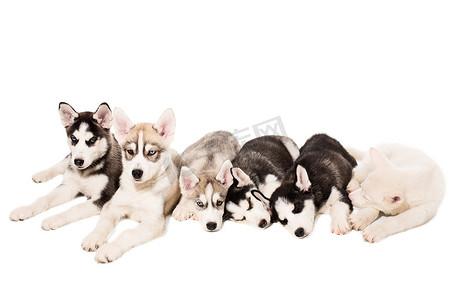 一群小狗繁殖哈士奇在白色背景下被隔离