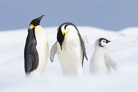 两只帝企鹅和小鸡在雪山