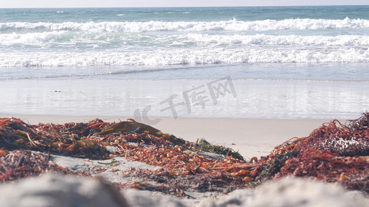 美国加利福尼亚太平洋海岸海滩上的大海浪汹涌，海带海藻。