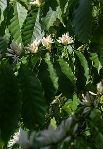 有白色花开花和绿叶的咖啡树我