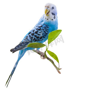 一只美丽的蓝色虎皮鹦鹉没有笼子地坐在植物上。