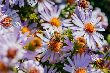 美丽的紫罗兰花和蜜蜂的形象