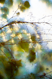 透过玻璃背景的叶子和树