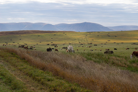 广阔的绿色田野，奶牛在吃草
