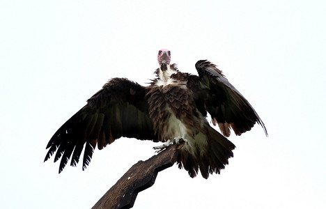 冈比亚的秃鹫（Necrosyrtes monachus）