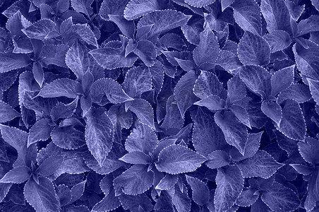多年生植物摄影照片_多年生植物锦紫苏，plectranthus scutellarioides 的叶子。