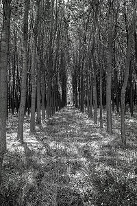 森林树木就像黑白隧道