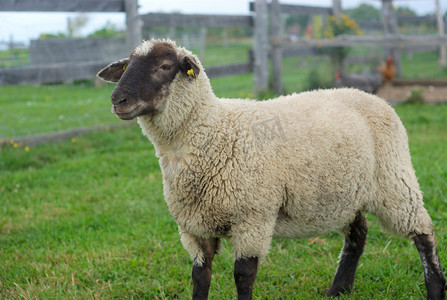 黑头摄影照片_围栏中的羊，黑头白毛绿色田野
