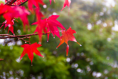 秋雨下枫香的红色和橙色叶子