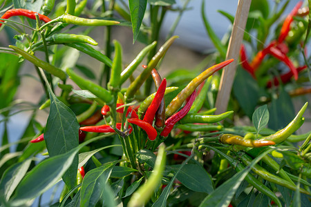 红绿辣椒摄影照片_树上成熟的红绿辣椒，绿辣椒生长在