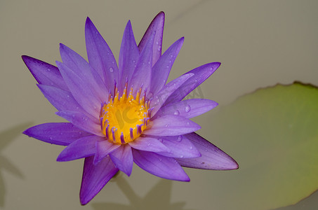 粉色漂浮的花瓣摄影照片_紫色的莲花在盛开中漂浮