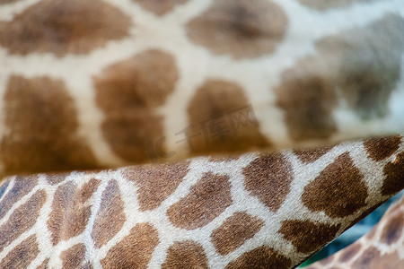 长颈鹿的皮肤有斑点图案