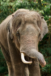 大象用鼻子抖动泥土。