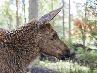 驼鹿或欧洲麋鹿 Alces alces 小牛在森林里