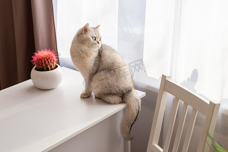 一只漂亮的白色英国猫坐在房间的白色桌子上，看着窗外。