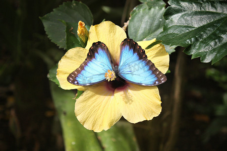 美丽漂亮的彩色蓝色蝴蝶张开翅膀