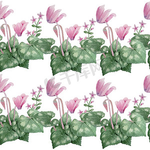 水彩手绘无缝图案插图粉色紫色仙客来野花。