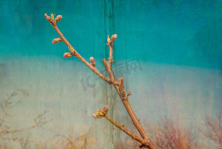 桃花桃子摄影照片_带桃花枝的纹理旧纸张背景