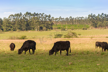 阿根廷绿色乡村的奶牛在吃草