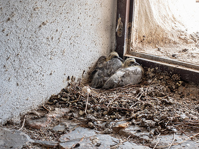 坐在巢中的两只幼鸽宝宝的特写镜头。