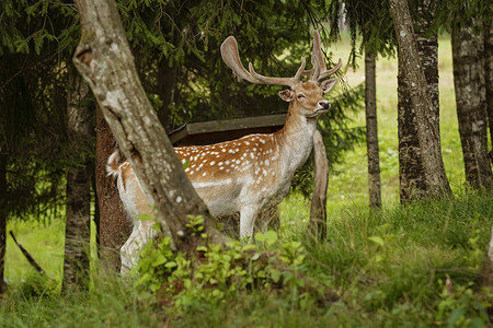 长着大角的鹿在森林附近休息