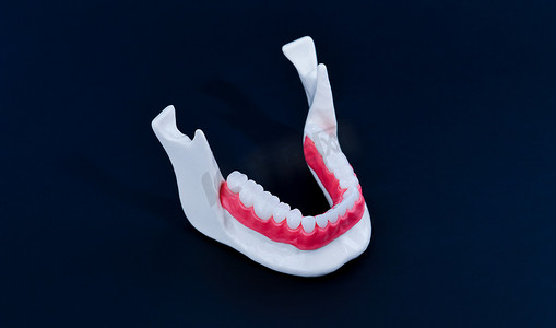 牙齿更健康摄影照片_下颌与牙齿和牙龈解剖模型
